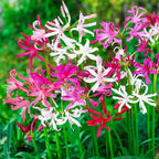 Nerine Lily Bulbs Multi Color - Pack Of 3