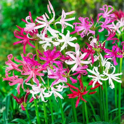 Nerine Lily Bulbs Multi Color - Pack Of 3