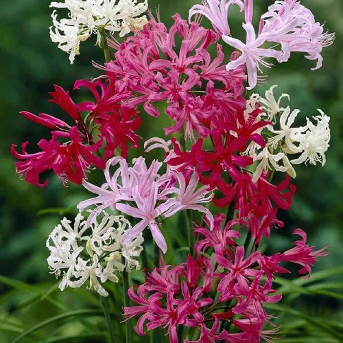 Nerine Lily Bulbs Multi Color - Pack Of 3
