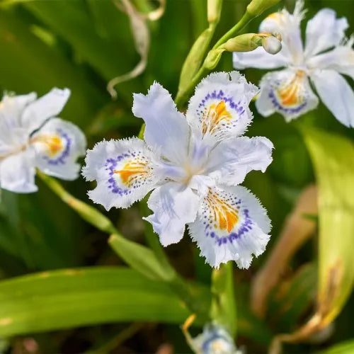 Iris Butterfly Bulbs - Pack Of 3