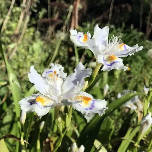 Iris Butterfly Bulbs - Pack Of 3