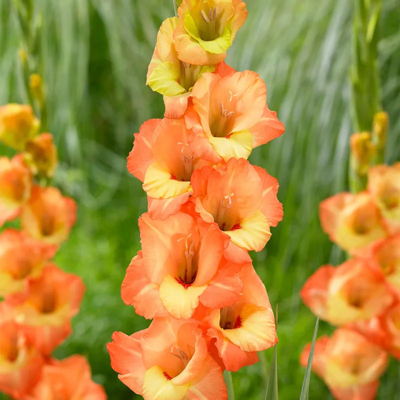 Gladiolus Orange Bulbs - Pack Of 5