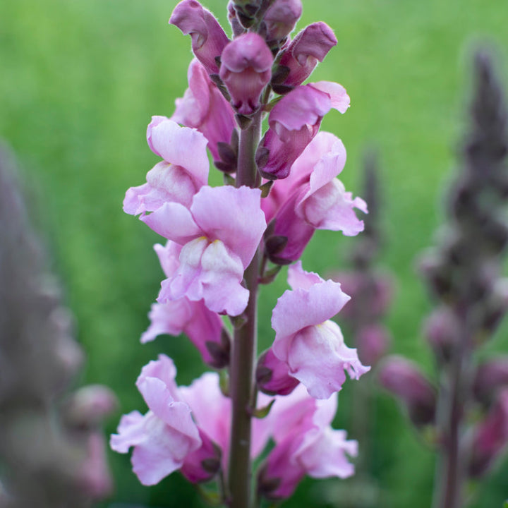 Lavender Snapdragon 'Endless Blooms' Seeds - Pack Of 20
