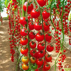 Tomato 'Red Cherry' Seeds - Pack Of 100
