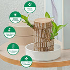Brazilian Striped Lucky Wood - Live Plant