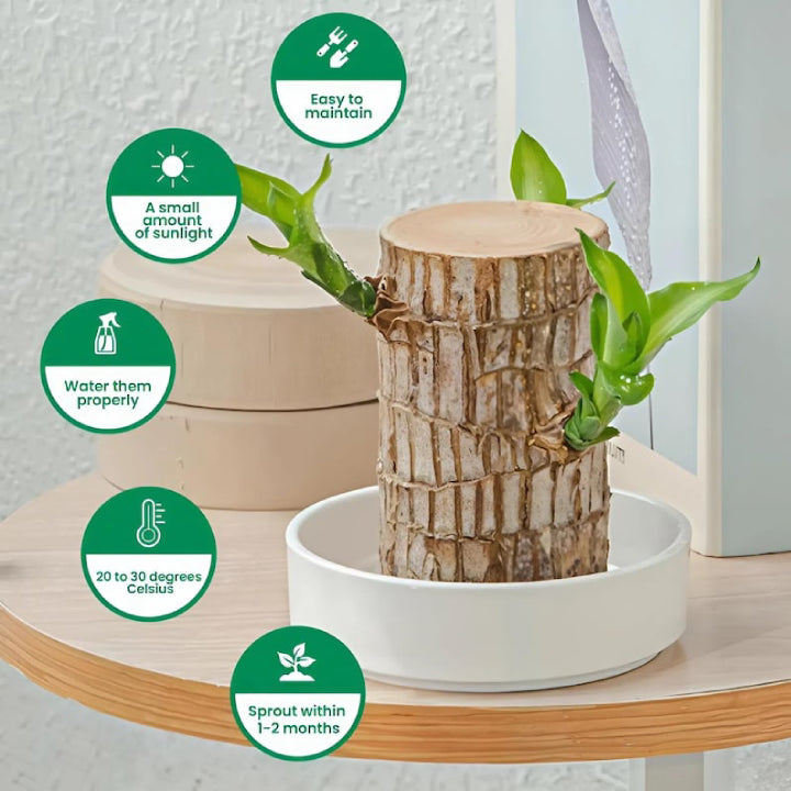 Brazilian Striped Lucky Wood - Live Plant