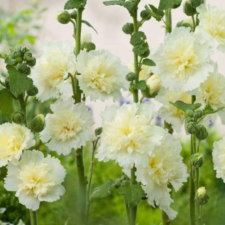Alcea Rosea Hollyhock Mix Seeds | Pack of 20