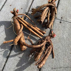 Peony 'Coral Charm' Rhizome - Pack Of 1