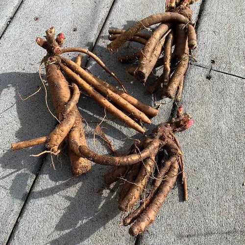Peony 'Coral Charm' Rhizome - Pack Of 1