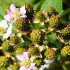 Ruby Raspberry 'Polka' Seeds - Pack of 50