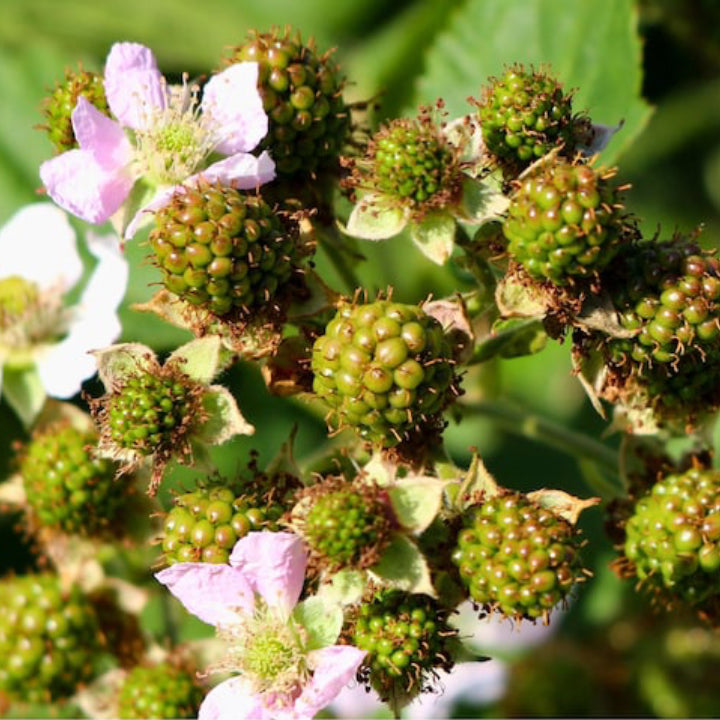 Ruby Raspberry 'Polka' Seeds - Pack of 50