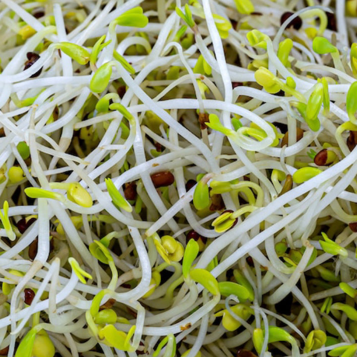 Broccoli 'Covina' Heat-Tolerant Winter Crop | Pack of 20+ Premium Seeds