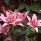 The '5-Star Hotel' Lily Hack: Get Priya's 'Perpetual Bloom' Bulbs (Buy 1 Get 1 Free)