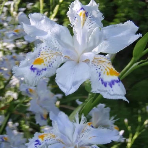 Iris Butterfly Bulbs - Pack Of 3