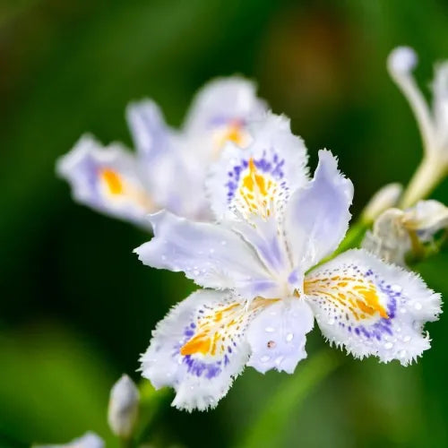 Iris Butterfly Bulbs - Pack Of 3