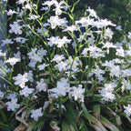 Iris Butterfly Bulbs - Pack Of 3