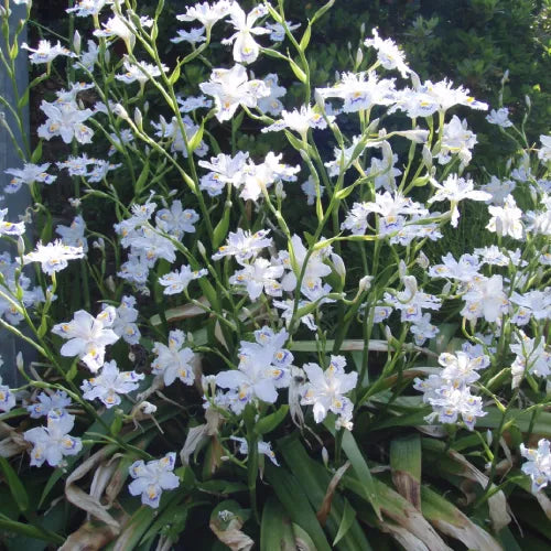 Iris Butterfly Bulbs - Pack Of 3