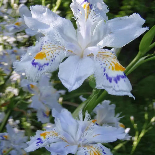 Iris Butterfly Bulbs - Pack Of 3