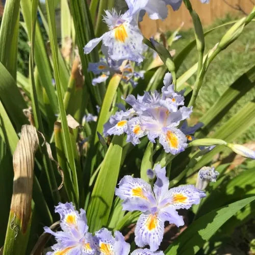 Iris Butterfly Bulbs - Pack Of 3