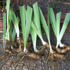 Iris Butterfly Bulbs - Pack Of 3