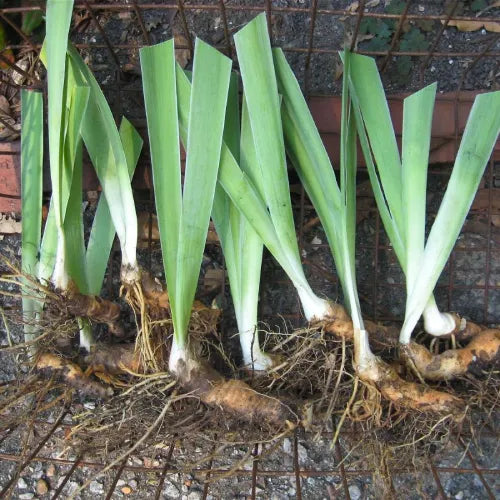 Iris Butterfly Bulbs - Pack Of 3