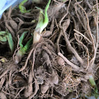 Daylily Bulbs Multi Color - Pack Of 3