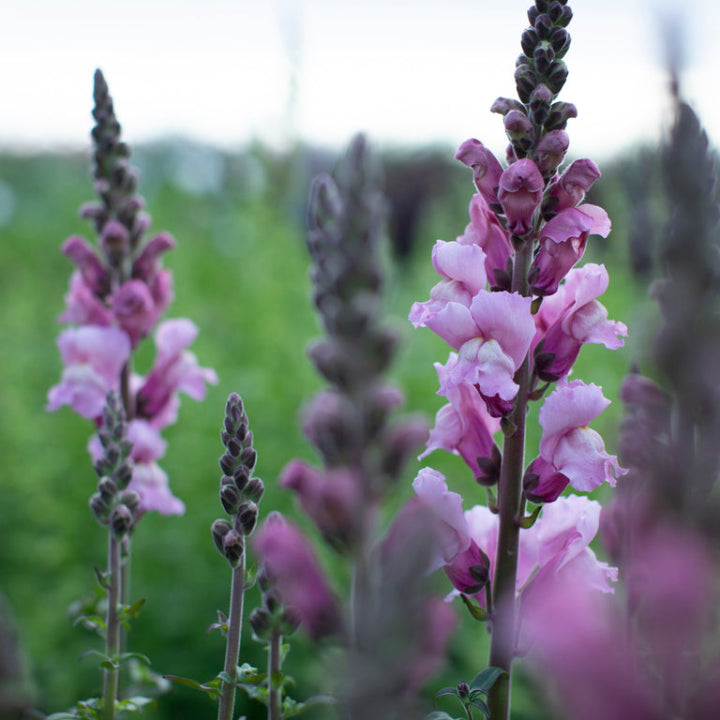 Lavender Snapdragon 'Endless Blooms' Seeds - Pack Of 20