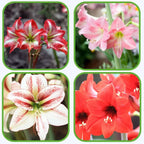 Rare Amaryllis Bulbs Mixed Colors | Buy 1 Get 1 Free