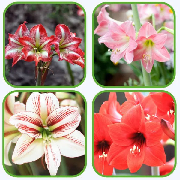 Rare Amaryllis Bulbs Mixed Colors | Buy 1 Get 1 Free