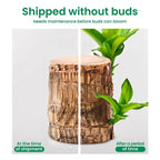 Brazilian Striped Lucky Wood - Live Plant