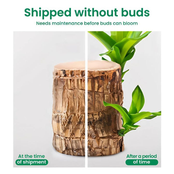 Brazilian Striped Lucky Wood - Live Plant