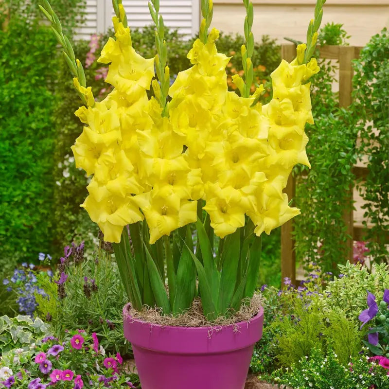 Gladiolus Golden Yellow Bulbs - Pack Of 5