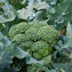 Broccoli 'Covina' Heat-Tolerant Winter Crop | Pack of 20+ Premium Seeds
