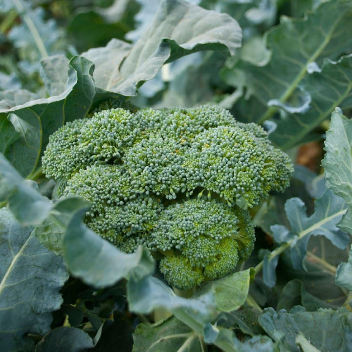 Broccoli 'Covina' Heat-Tolerant Winter Crop | Pack of 20+ Premium Seeds