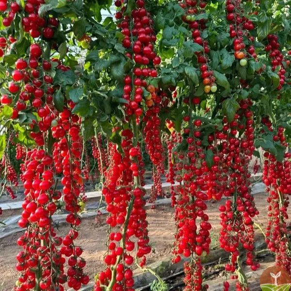 Tomato 'Red Cherry' Seeds - Pack Of 100