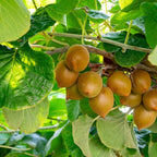 Kiwi 'Sunshine Gold' Seeds - Pack of 50