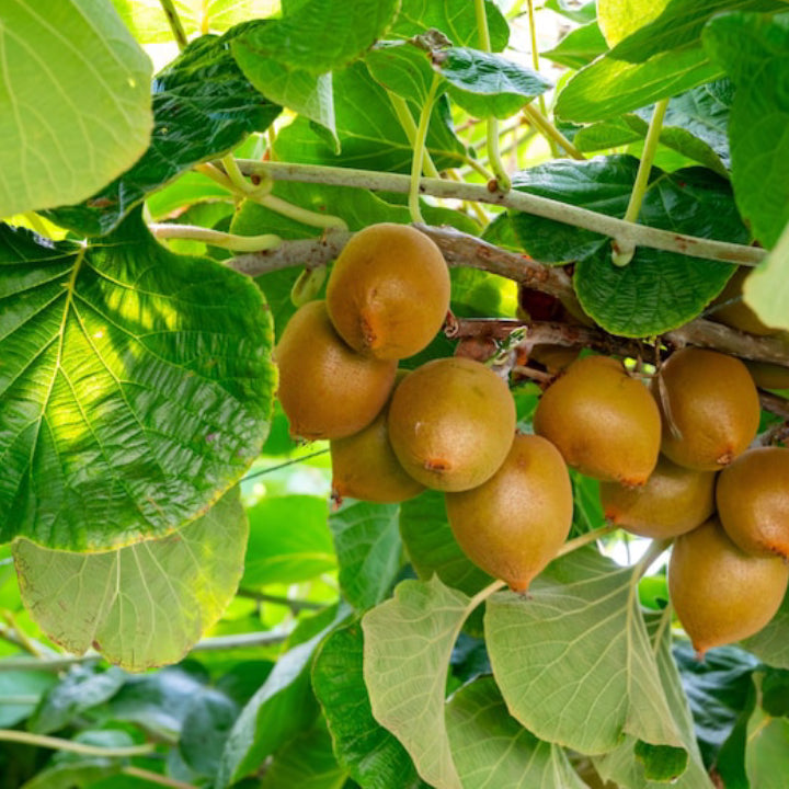 Kiwi 'Sunshine Gold' Seeds - Pack of 50