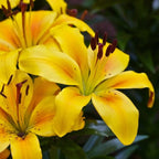 The '5-Star Hotel' Lily Hack: Get Priya's 'Perpetual Bloom' Bulbs (Buy 1 Get 1 Free)