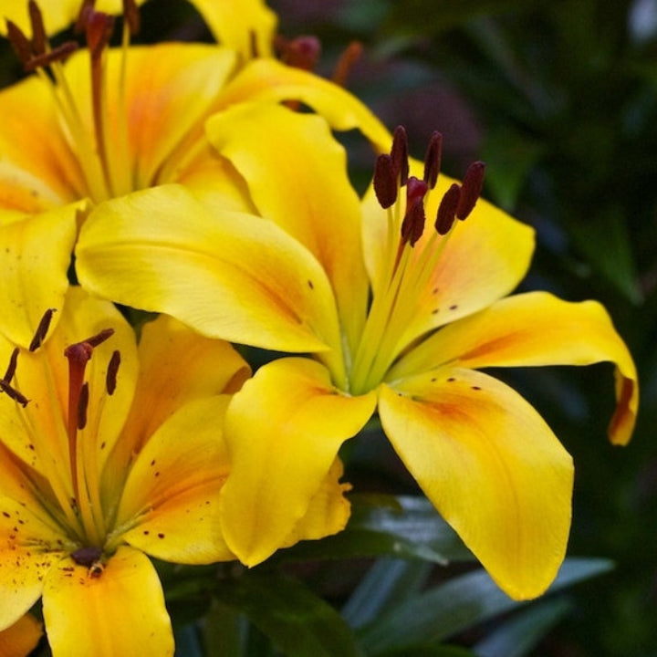 The '5-Star Hotel' Lily Hack: Get Priya's 'Perpetual Bloom' Bulbs (Buy 1 Get 1 Free)