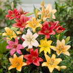 The '5-Star Hotel' Lily Hack: Get Priya's 'Perpetual Bloom' Bulbs (Buy 1 Get 1 Free)