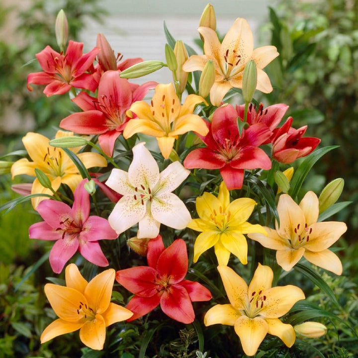 The '5-Star Hotel' Lily Hack: Get Priya's 'Perpetual Bloom' Bulbs (Buy 1 Get 1 Free)