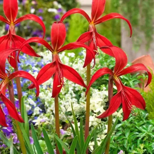 Aztec Lily Red Flower Bulbs | Buy 2 Get 1 For Free