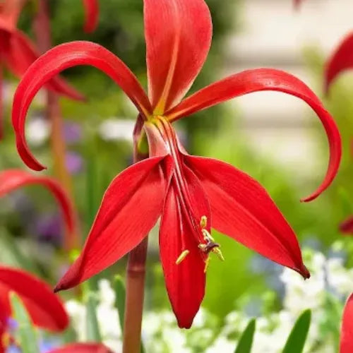 Aztec Lily Red Flower Bulbs | Buy 2 Get 1 For Free