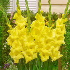 Gladiolus Golden Yellow Bulbs - Pack Of 5