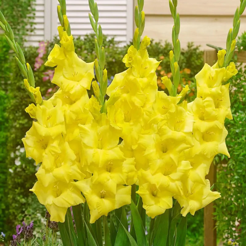 Gladiolus Golden Yellow Bulbs - Pack Of 5