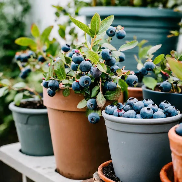 King of Berries - Giant Blueberry Fruit Seeds - Four Seasons Plants | Pack of 50 seeds