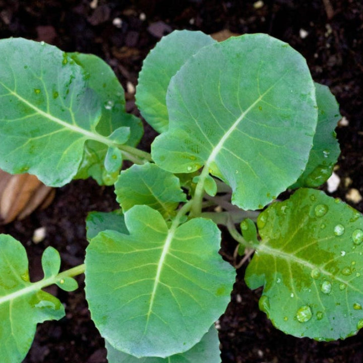Broccoli 'Covina' Heat-Tolerant Winter Crop | Pack of 20+ Premium Seeds