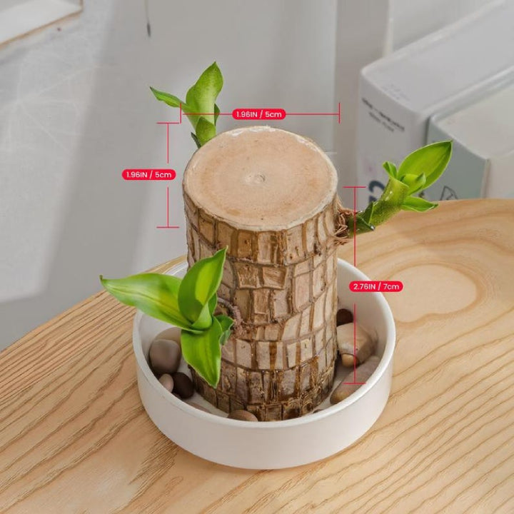Brazilian Striped Lucky Wood - Live Plant
