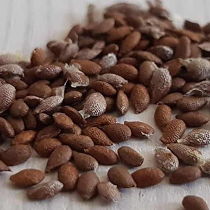 Kiwi 'Sunshine Gold' Seeds - Pack of 50
