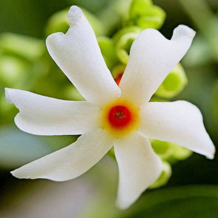 Divine Fragrance Parijat (Harsingar) | Live Plant